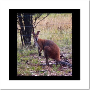 Red Necked Wallaby! Posters and Art